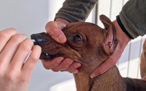  Hundar kan drabbas av två olika coronavirus och provtagningen är snarlik den som görs på människor. Foto: Maja Malmberg/SLU